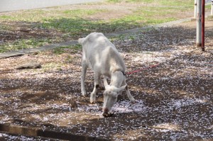 sagami-joshi-daigaku-2-goat