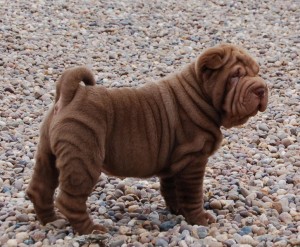 sharpei